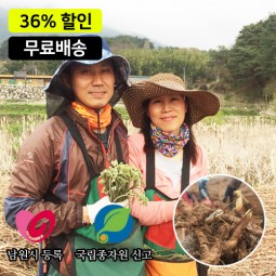 [무료배송]한잎새 먹 고사리종근 40kg